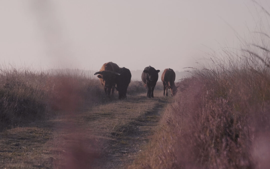 Oer Drenthe; Drentseheide