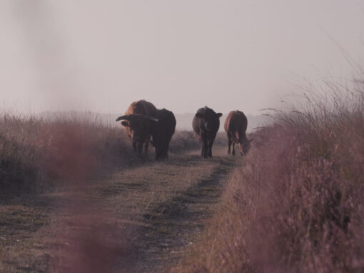 Oer Drenthe; Drentseheide